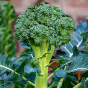 Broccoli Seeds - All In One For Home Gardens