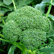 Broccoli Seeds - All In One For Home Gardens
