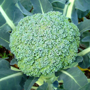 Brassica oleracea Broccoli Seeds