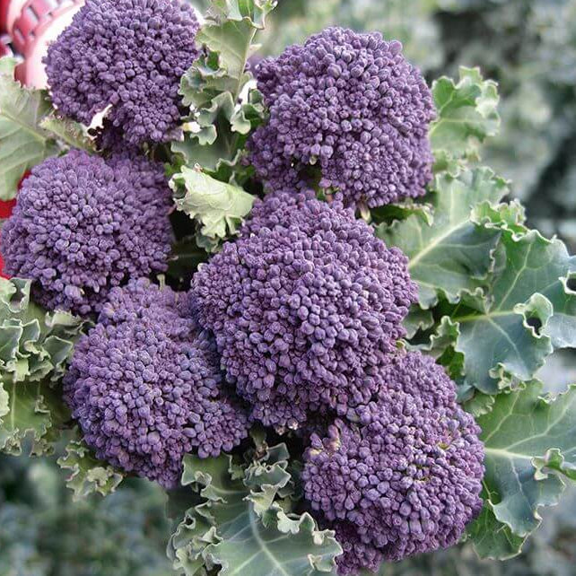 Early Purple Broccoli Seeds