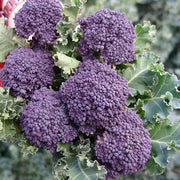 Early Purple Broccoli Seeds