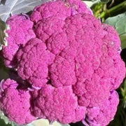Pink Broccoli Seeds