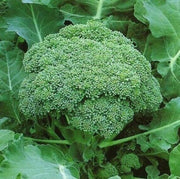 Brassica oleracea Broccoli Seeds