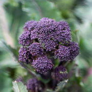 Early Purple Broccoli Seeds