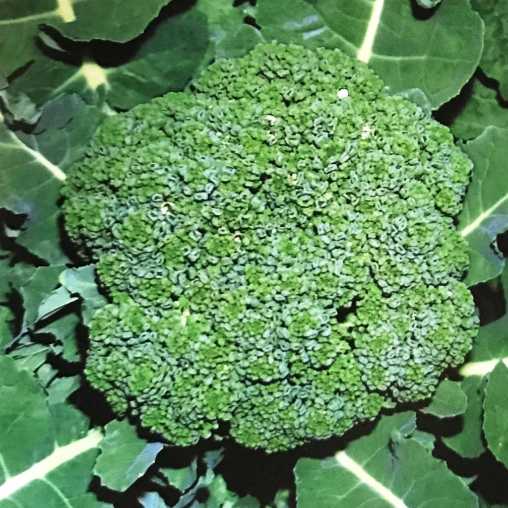 Broccoli Seeds