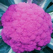 Pink Broccoli Seeds