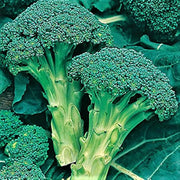 Standard Broccoli Seeds