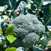 Standard Broccoli Seeds
