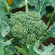Standard Broccoli Seeds