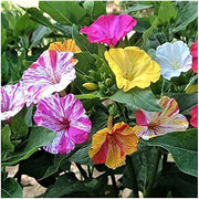 Four O Clock Seeds – Mirabilis jalapa