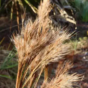 Native Grass Broom sedge Seeds, Herbal