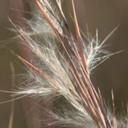 Native Grass Broom sedge Seeds, Herbal