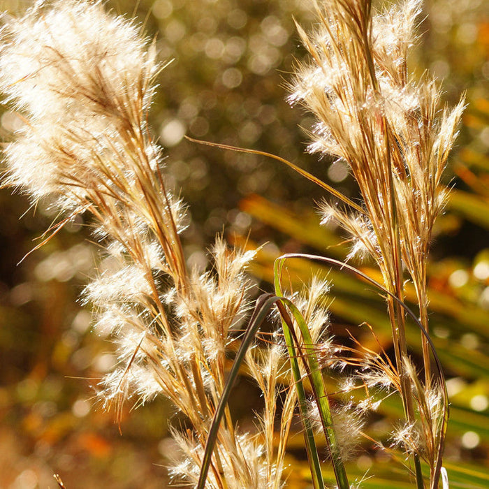 Native Grass Broom sedge Seeds, Herbal