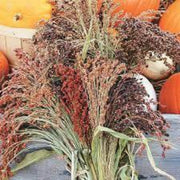 Broomcorn Seeds - Herbal Seeds