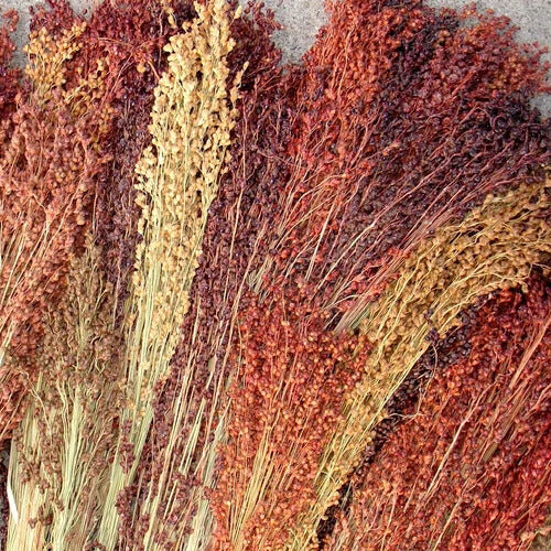 Broomcorn Seeds - Herbal Seeds