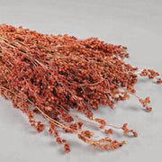 Broomcorn Seeds - Herbal Seeds