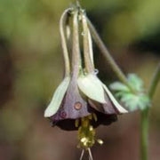 Brown & Green Fuchsia Seeds - Flower Plant