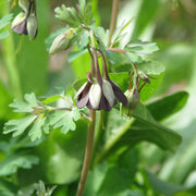Brown & Green Fuchsia Seeds - Flower Plant