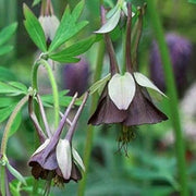 Brown & Green Fuchsia Seeds - Flower Plant
