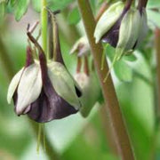 Brown & Green Fuchsia Seeds - Flower Plant