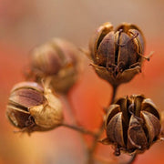 Brown Myrtle Seeds - Herbal Seeds