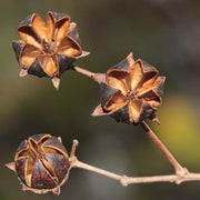 Brown Myrtle Seeds - Herbal Seeds