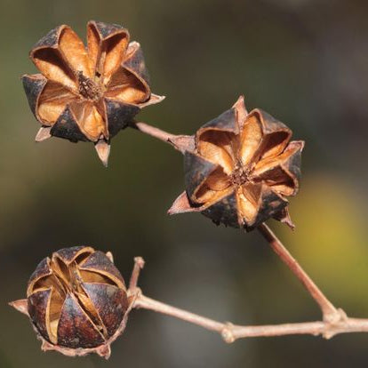 Brown Myrtle Seeds - Herbal Seeds