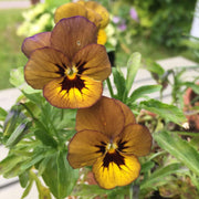 Brown Pansy Seeds