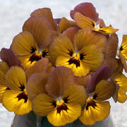 Brown Pansy Seeds