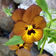 Brown Pansy Seeds