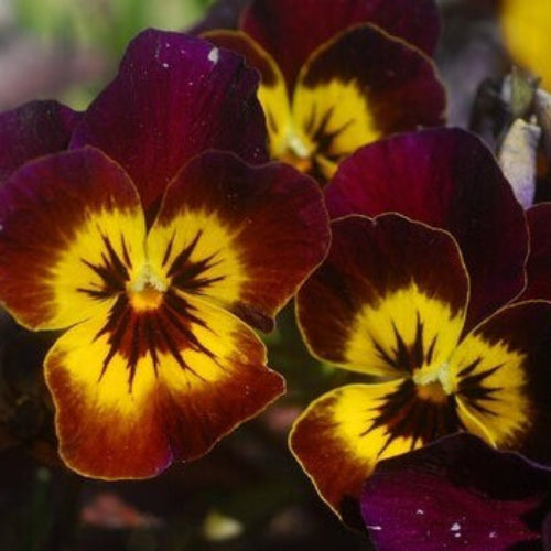 Brown Yellow Pansy Seeds