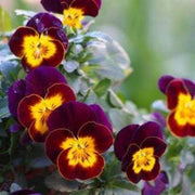 Brown Yellow Pansy Seeds