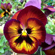 Brown Yellow Pansy Seeds