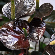 Brown anthurium Seeds