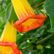 Red Angel's Trumpet Brugmansia Sanguinea Seeds