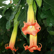 Red Angel's Trumpet Brugmansia Sanguinea Seeds