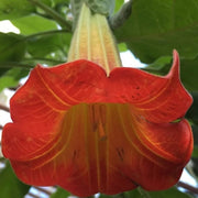 Red Angel's Trumpet Brugmansia Sanguinea Seeds