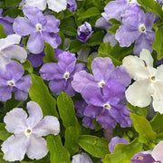Border Brunfelsia Seeds