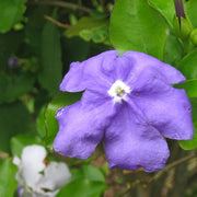 Border Brunfelsia Seeds