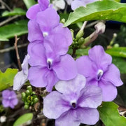 Purple Cottage Brunfelsia Pauciflora Seeds