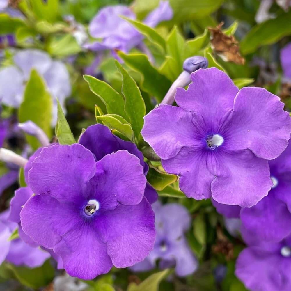 Purple Cottage Brunfelsia Pauciflora Seeds