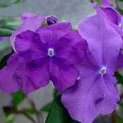 Purple Cottage Brunfelsia Pauciflora Seeds