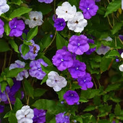 Planting Brunfelsia Seeds