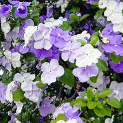 Planting Brunfelsia Seeds