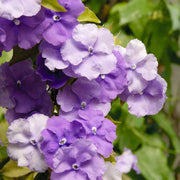Border Brunfelsia Seeds