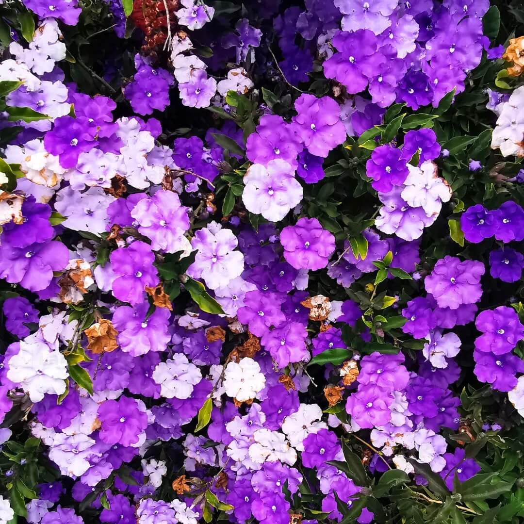 Planting Brunfelsia Seeds