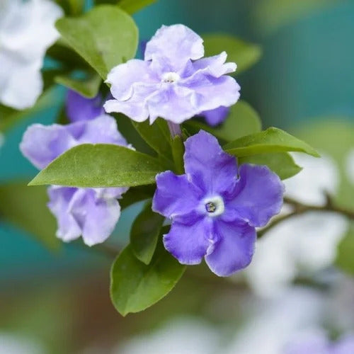 Brunfelsia Seeds