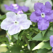 Brunfelsia Seeds