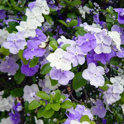 Brunfelsia Seeds