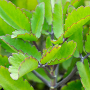 Life Plant Bryophyllum Pinnatum Seeds - Herbal Seeds
